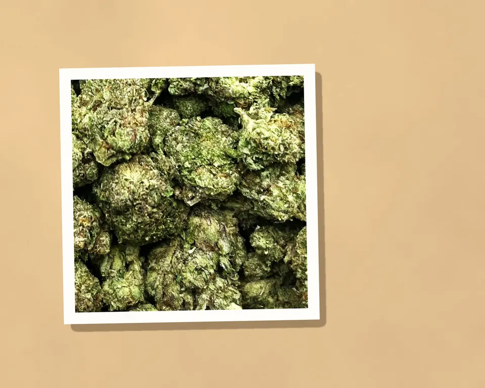 Gelato 41 THCA flower on kraft paper, light-dep