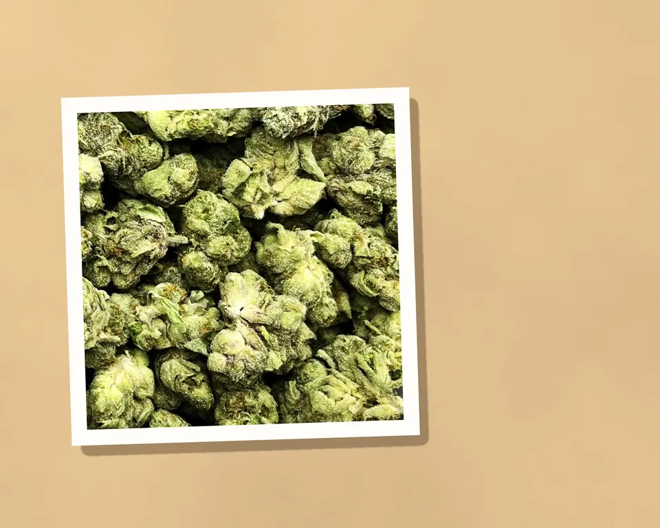 Gumbo Mintz THCA flower on kraft paper, indoor