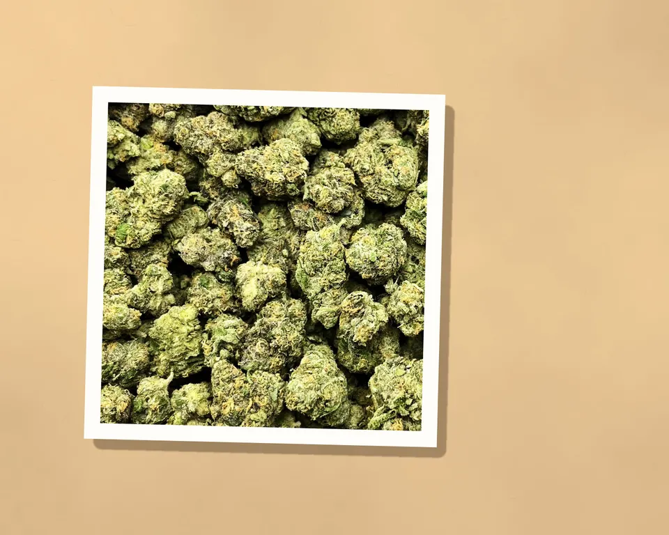 Pheno Hunt THCA flower on kraft paper, indoor