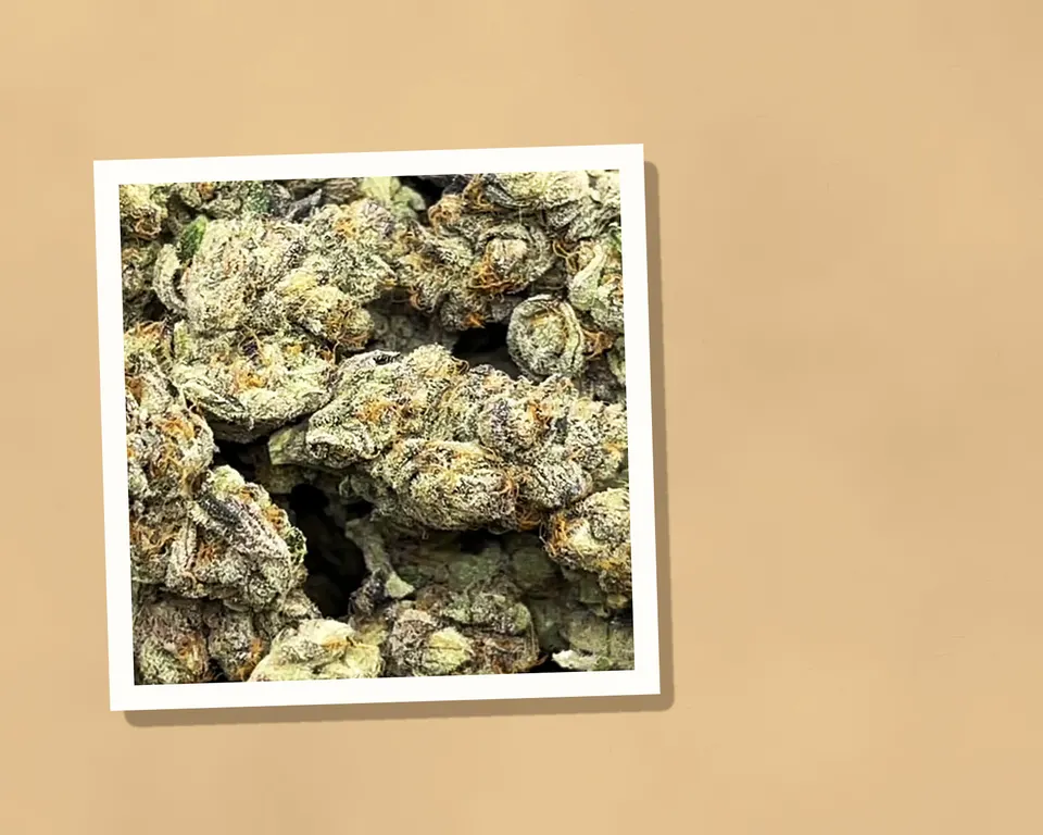 Pink Runtz THCA flower on kraft paper, indoor